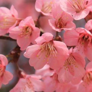 Meet your Posher, Jennie !